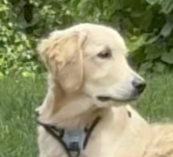 Lost Male Dog last seen Lynnehaven and Galbraith / moving west on Galbraith (6:15pm on 10/18), Amberley, OH 45237