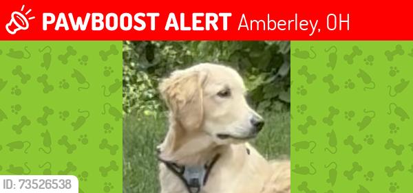 Lost Male Dog last seen Lynnehaven and Galbraith / moving west on Galbraith (6:15pm on 10/18), Amberley, OH 45237