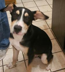 Found/Stray Male Dog last seen Quail Run cndmniums near Las Colinas Town Clock, Irving, TX 75039