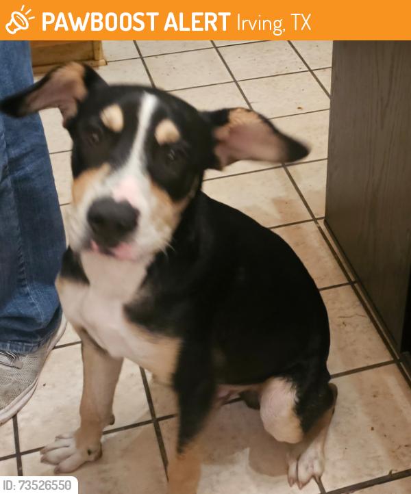 Found/Stray Male Dog last seen Quail Run cndmniums near Las Colinas Town Clock, Irving, TX 75039