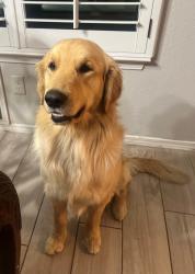 Lost Male Dog last seen Payton and Eastlake, Horizon City, TX 79928