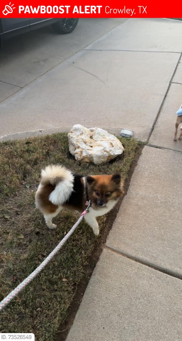 Lost Female Dog last seen Cresent spring ranch, Crowley, TX 76036