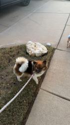 Lost Female Dog last seen Cresent spring ranch, Crowley, TX 76036