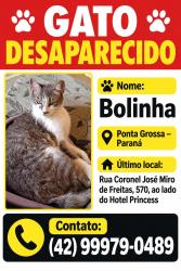 Lost Male Cat last seen Hotel Princess, Nova Rússia, PR 84070-440
