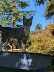 Found/Stray Male Cat last seen Behind fire station on Butters Drive, Oakland, CA 94602