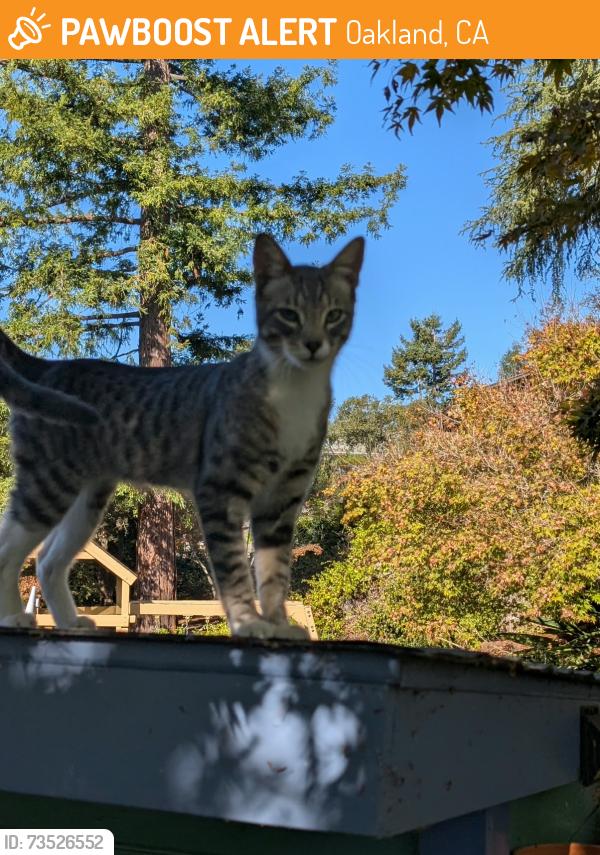 Found/Stray Male Cat last seen Behind fire station on Butters Drive, Oakland, CA 94602
