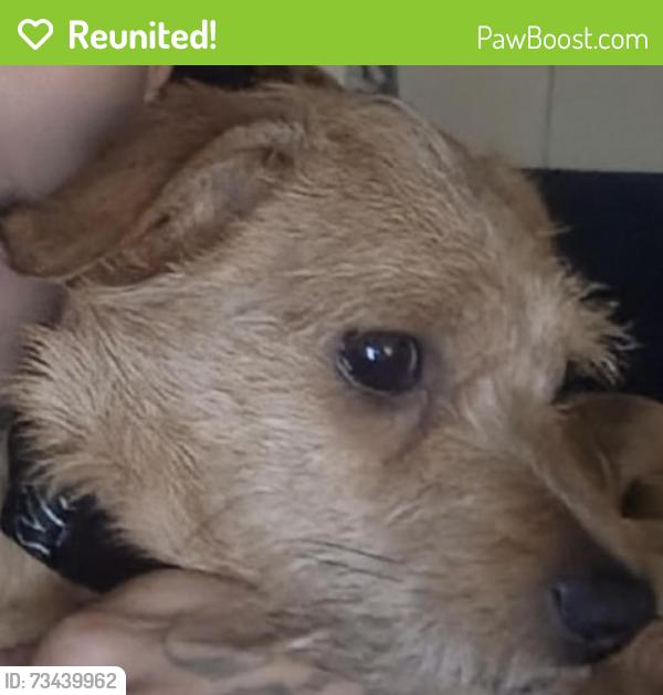 Reunited Male Dog last seen Near Cushing Eau Claire MI, Eau Claire, MI 49111