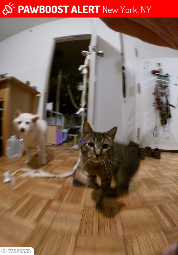 Lost Male Cat last seen Central Park to the right of the ravine between e102th street and e103th tree, New York, NY 10026