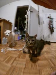 Lost Male Cat last seen Central Park to the right of the ravine between e102th street and e103th tree, New York, NY 10026