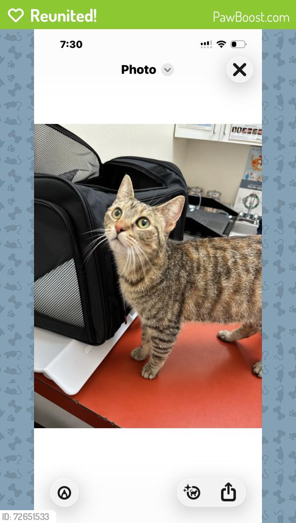 Reunited Female Cat last seen Santa Monica Ave/Victoria, Channel Islands Beach, CA 93035