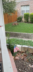 Found/Stray Unknown Dog last seen Hidden oaks north off Bulverde and 1604, San Antonio, TX 78247