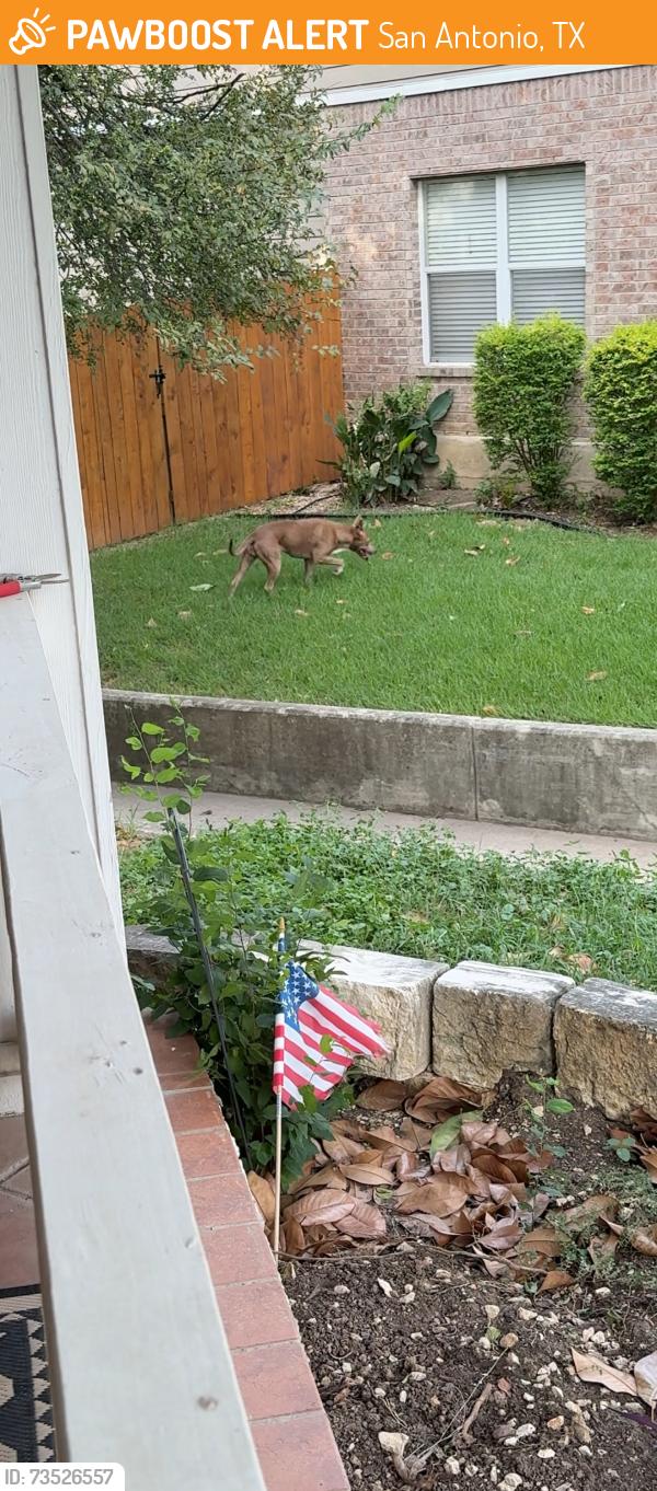 Found/Stray Unknown Dog last seen Hidden oaks north off Bulverde and 1604, San Antonio, TX 78247