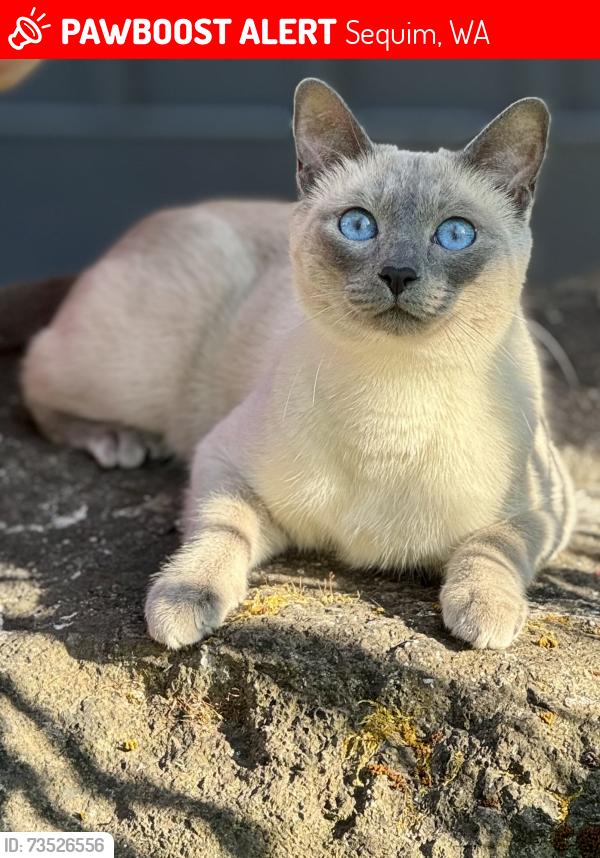 Lost Female Cat last seen Woodcock and Shepherds Way, Sequim, WA 98382