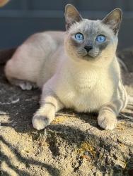 Lost Female Cat last seen Woodcock and Shepherds Way, Sequim, WA 98382