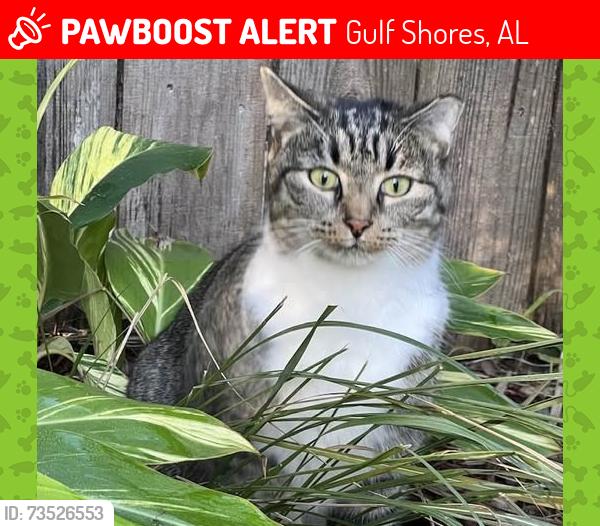 Lost Female Cat last seen W 5th St, Wedgewood Dr, Gulf Shores, AL 36542