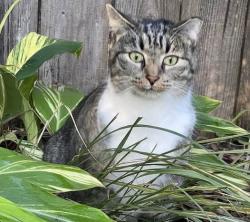Lost Female Cat last seen W 5th St, Wedgewood Dr, Gulf Shores, AL 36542