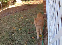 Found/Stray Male Cat last seen Hwy 55 and Walden Creek Drive, Apex, NC 27523