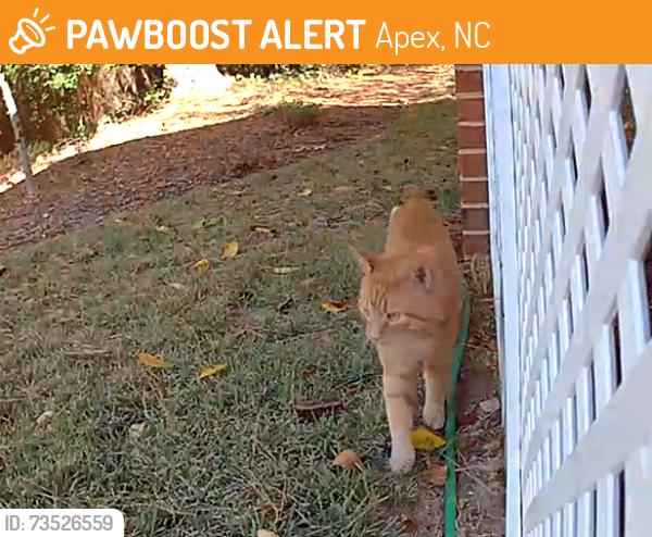 Found/Stray Male Cat last seen Hwy 55 and Walden Creek Drive, Apex, NC 27523