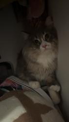 Reunited Male Cat last seen 66th ave n, Brooklyn Center, MN 55430