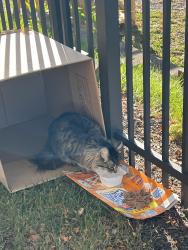 Lost Unknown Cat last seen 16th and liberty street, Allentown, PA 18101