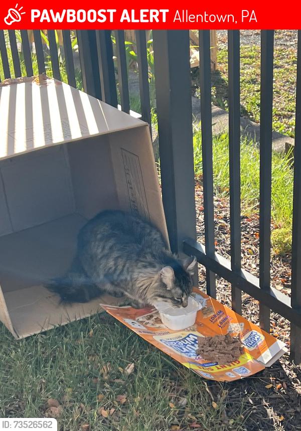 Lost Unknown Cat last seen 16th and liberty street, Allentown, PA 18101