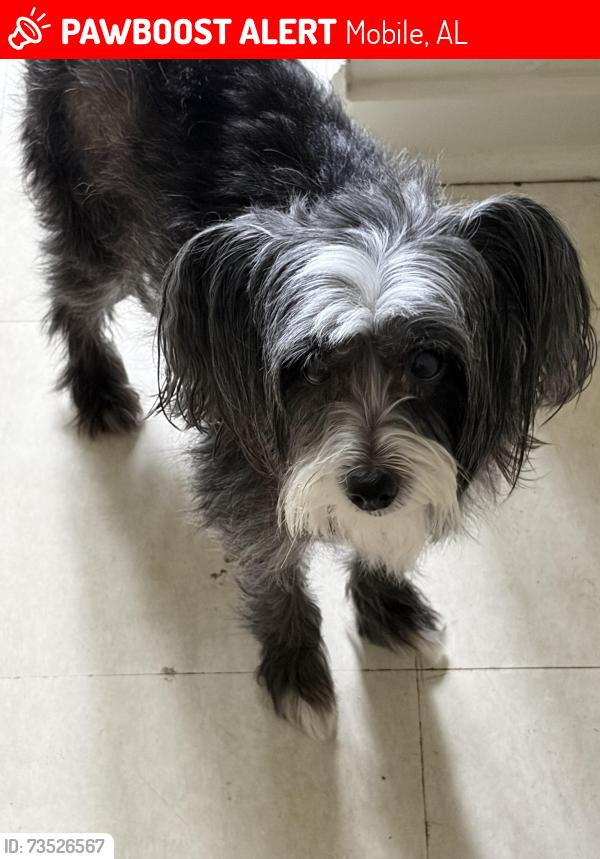 Lost Female Dog last seen Upham, Mobile, AL 36607
