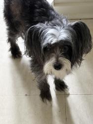 Lost Female Dog last seen Upham, Mobile, AL 36607