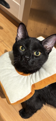 Reunited Male Cat last seen Genoa and Girard, Aurora, CO 80013