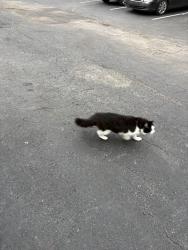 Found/Stray Unknown Cat last seen Was avoidant. Went north to neighboring hses., Kansas City, MO 64111