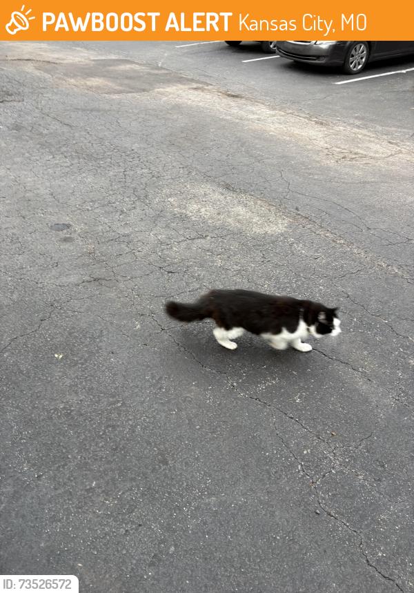 Found/Stray Unknown Cat last seen Was avoidant. Went north to neighboring hses., Kansas City, MO 64111