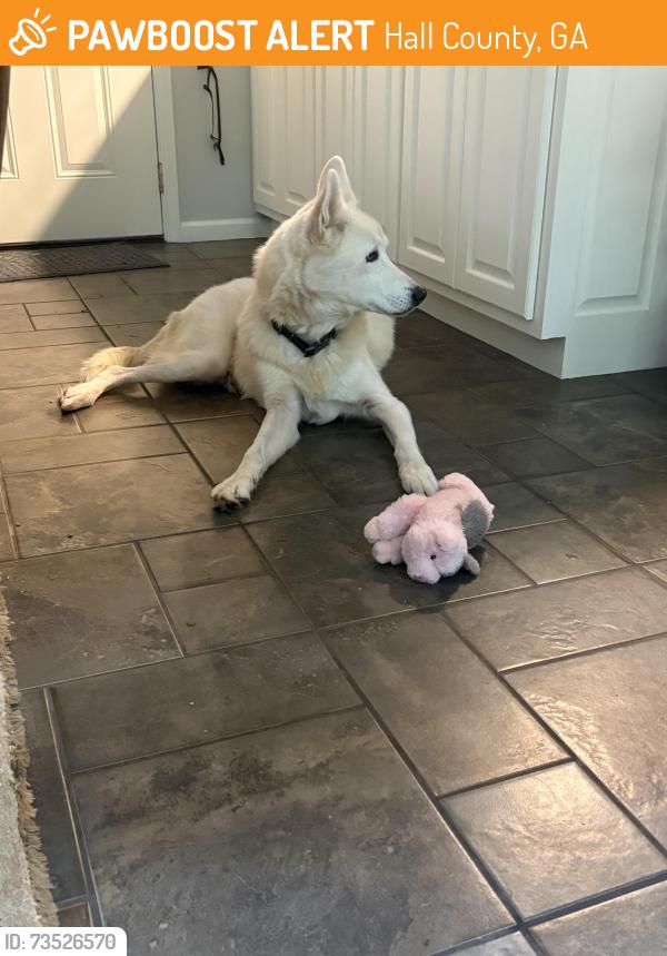 Found/Stray Male Dog last seen Animal shelter, Hall County, GA 30501