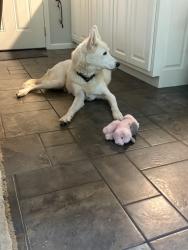 Found/Stray Male Dog last seen Animal shelter, Hall County, GA 30501