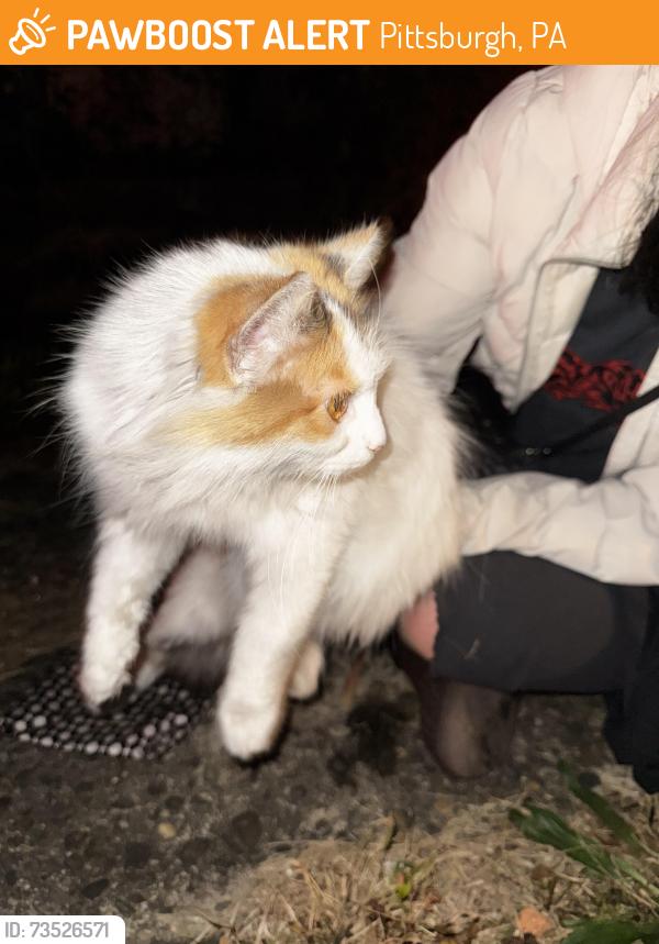 Found/Stray Unknown Cat last seen Between Ella and Ecker street on Franklin Ave, near the Community Forge, Pittsburgh, PA 15221