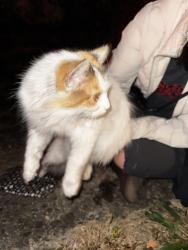 Found/Stray Unknown Cat last seen Between Ella and Ecker street on Franklin Ave, near the Community Forge, Pittsburgh, PA 15221