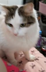 Found/Stray Female Cat last seen Off haddon road, West Midlands, England B42 2AR
