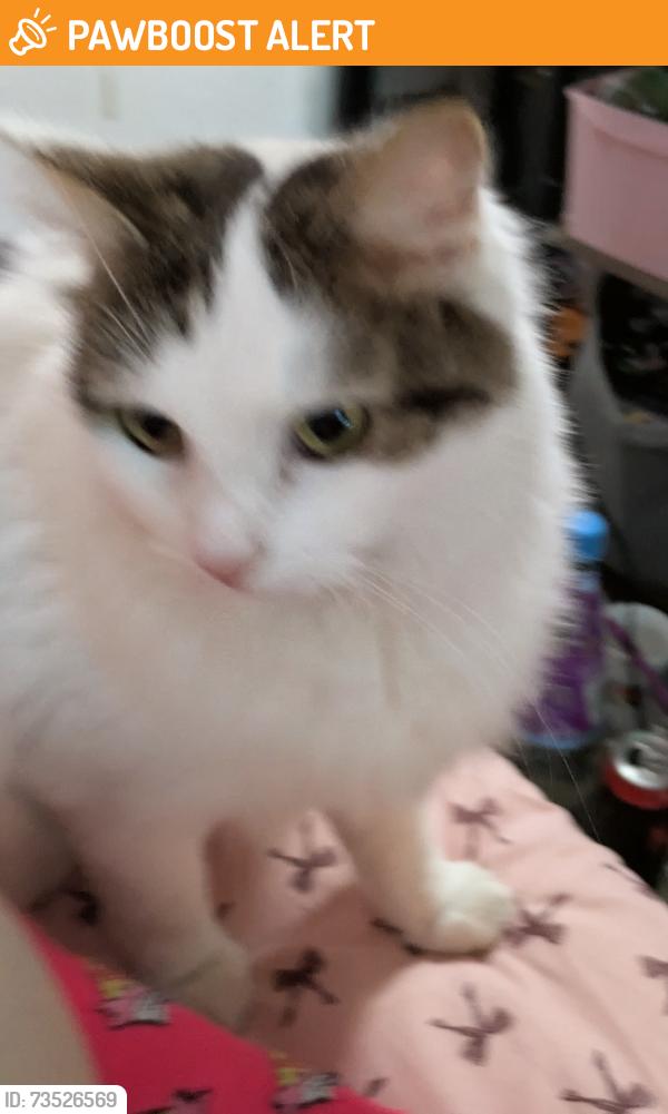 Found/Stray Female Cat last seen Off haddon road, West Midlands, England B42 2AR