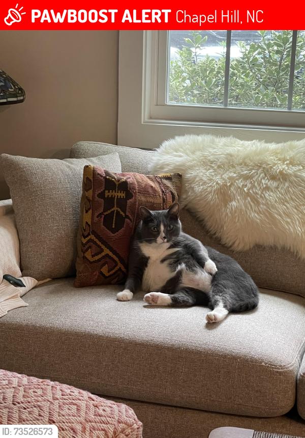Lost Male Cat last seen Between Walmart and southern village, Chapel Hill, NC 27517