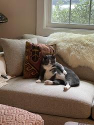 Lost Male Cat last seen Between Walmart and southern village, Chapel Hill, NC 27517