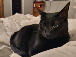 Lost Female Cat last seen Chesterfield Ct and Brentwood Dr, Buford, GA 30518