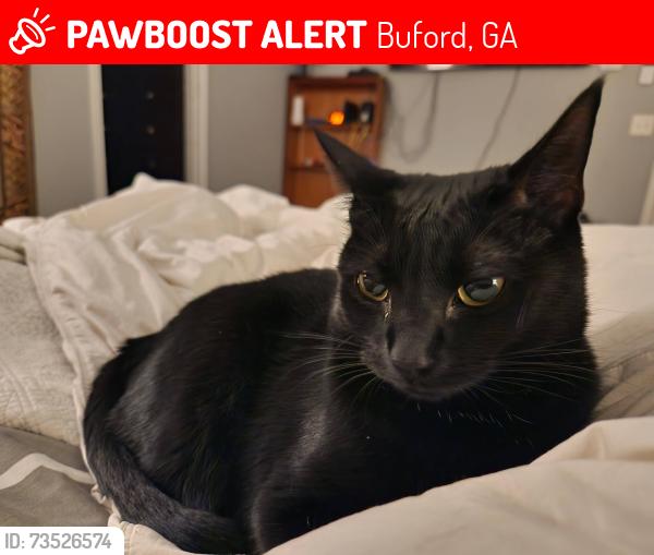 Lost Female Cat last seen Chesterfield Ct and Brentwood Dr, Buford, GA 30518