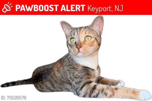Lost Female Cat last seen Brookside ave, Keyport, NJ 07735