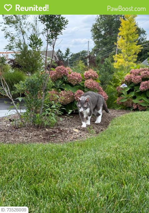 Reunited Male Cat last seen Cross hill rd newtton, Newton, MA 02459