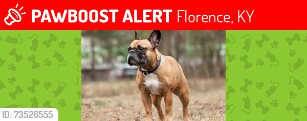 Lost Female Dog last seen Near Drexel, Florence, KY 41042