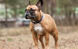 Lost Female Dog last seen Near Drexel, Florence, KY 41042
