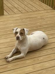 Lost Female Dog last seen Walking down mill creek road, Rocky Face, GA 30740