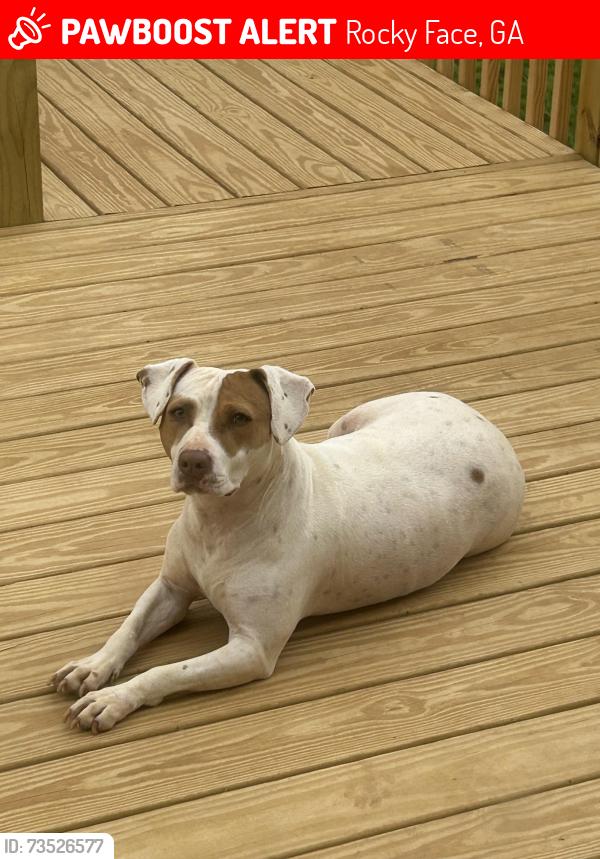 Lost Female Dog last seen Walking down mill creek road, Rocky Face, GA 30740