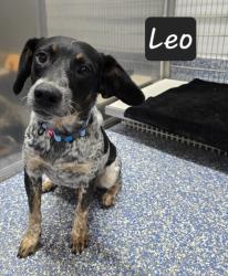 Shelter Stray Male Dog last seen , 425 Cogdell Dr, Maumelle, AR 72113, USA