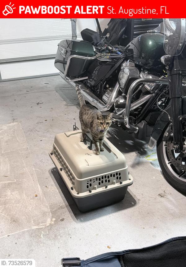 Lost Female Cat last seen Moultrie & Summerhill, St. Augustine, FL 32086
