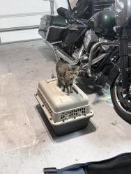 Lost Female Cat last seen Moultrie & Summerhill, St. Augustine, FL 32086