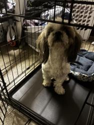 Found/Stray Female Dog last seen Near Cedar street Vallejo, Vallejo, CA 94591